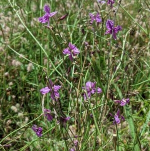 Arthropodium fimbriatum at Hughes, ACT - 30 Nov 2020