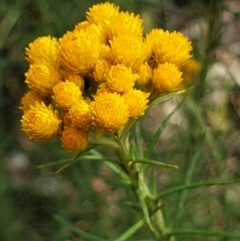 Chrysocephalum semipapposum (Clustered Everlasting) at Cook, ACT - 23 Nov 2020 by drakes