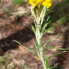 Chrysocephalum semipapposum at Cook, ACT - 24 Nov 2020