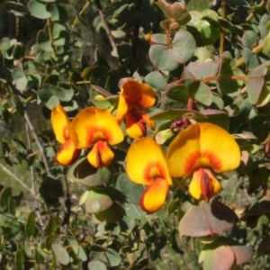 Pultenaea spinosa at Nangus, NSW - 15 Oct 2005