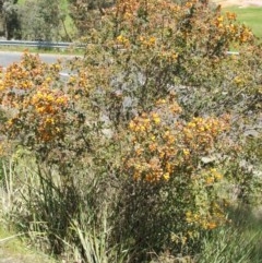 Pultenaea spinosa at Nangus, NSW - 15 Oct 2005