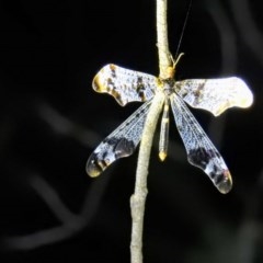 Periclystus circuiter (Angular Wing Antlion) at Mulligans Flat - 20 Jan 2018 by HelenCross