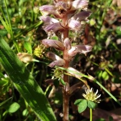 Orobanche minor (Broomrape) at Cook, ACT - 16 Nov 2020 by drakes