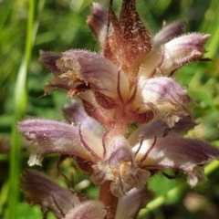 Orobanche minor at Cook, ACT - 16 Nov 2020