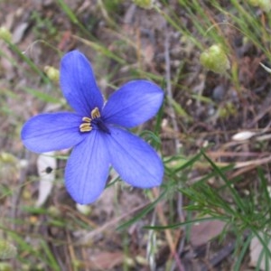 Cheiranthera linearis at Nangus, NSW - 15 Nov 2005