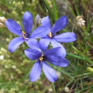 Cheiranthera linearis at Nangus, NSW - 15 Nov 2005