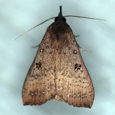 Rhapsa suscitatalis (Wedged Rhapsa) at O'Connor, ACT - 4 Dec 2020 by ibaird