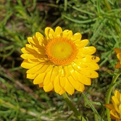 Xerochrysum viscosum (Sticky Everlasting) at Cook, ACT - 2 Nov 2020 by drakes