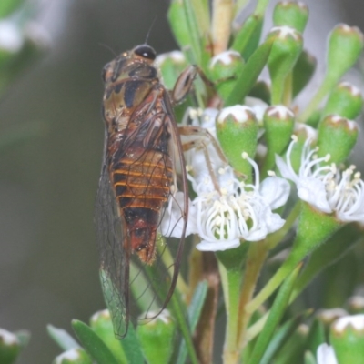 Yoyetta celis (Silver Princess Cicada) at Acton, ACT - 2 Dec 2020 by Harrisi