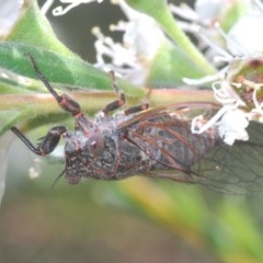 Cicadettini sp. (tribe) (Cicada) at QPRC LGA - 4 Dec 2020 by Harrisi