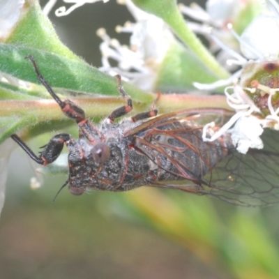 Cicadettini sp. (tribe) (Cicada) at Mount Jerrabomberra QP - 4 Dec 2020 by Harrisi