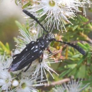 Distichocera thomsonella at Karabar, NSW - 4 Dec 2020