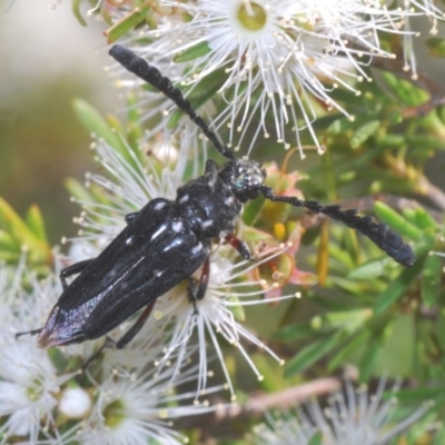 Distichocera thomsonella (A longhorn beetle) at Mount Jerrabomberra QP - 4 Dec 2020 by Harrisi