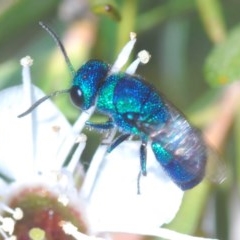 Primeuchroeus sp. (genus) (Cuckoo Wasp) at QPRC LGA - 4 Dec 2020 by Harrisi