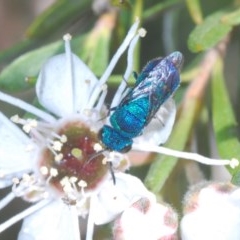 Primeuchroeus sp. (genus) at QPRC LGA - 4 Dec 2020