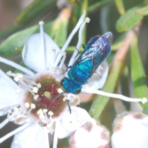 Primeuchroeus sp. (genus) at QPRC LGA - 4 Dec 2020