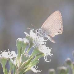 Nacaduba biocellata (Two-spotted Line-Blue) at QPRC LGA - 4 Dec 2020 by Harrisi