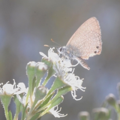 Nacaduba biocellata (Two-spotted Line-Blue) at QPRC LGA - 4 Dec 2020 by Harrisi