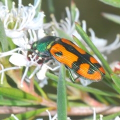 Castiarina scalaris (Scalaris jewel beetle) at Black Mountain - 4 Dec 2020 by Harrisi