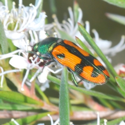 Castiarina scalaris (Scalaris jewel beetle) at Black Mountain - 4 Dec 2020 by Harrisi