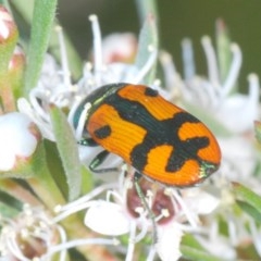 Castiarina scalaris at Downer, ACT - 4 Dec 2020 05:17 PM