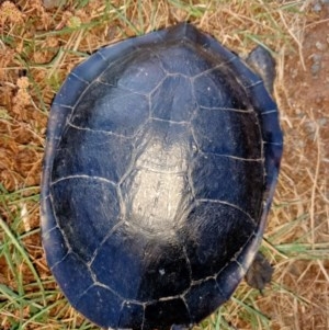 Chelodina longicollis at Dunlop, ACT - 1 Dec 2020 08:17 PM