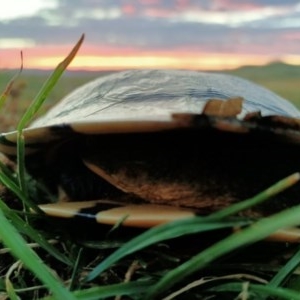 Chelodina longicollis at Dunlop, ACT - 1 Dec 2020