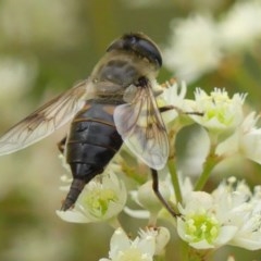 Trichophthalma sp. (genus) (Tangle-vein fly) at Braemar, NSW - 22 Nov 2020 by Curiosity