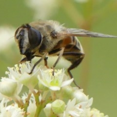 Trichophthalma sp. (genus) at Braemar, NSW - 22 Nov 2020