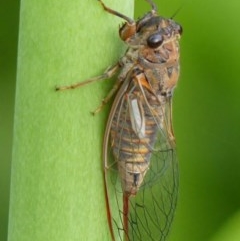 Yoyetta spectabilis (Wavering Firetail) at Braemar, NSW - 2 Dec 2020 by Curiosity