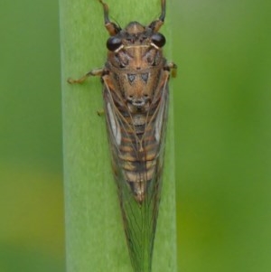 Yoyetta spectabilis at Wingecarribee Local Government Area - 2 Dec 2020