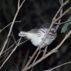 Pyrrholaemus sagittatus (Speckled Warbler) at Wonga Wetlands - 26 Nov 2020 by WingsToWander