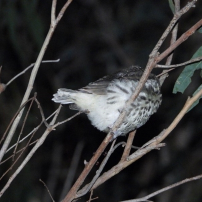 Pyrrholaemus sagittatus (Speckled Warbler) at Albury - 26 Nov 2020 by WingsToWander