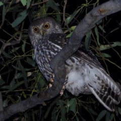 Ninox connivens (Barking Owl) at Wonga Wetlands - 26 Nov 2020 by WingsToWander