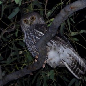 Ninox connivens at Albury - suppressed