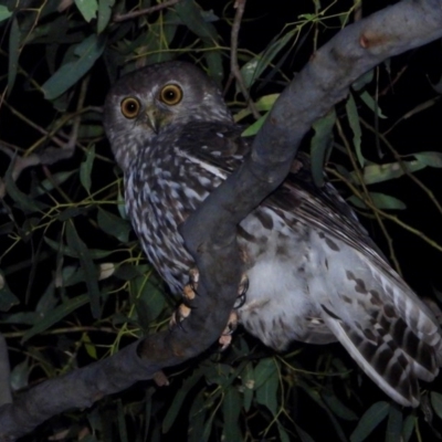 Ninox connivens (Barking Owl) at Splitters Creek, NSW - 26 Nov 2020 by WingsToWander