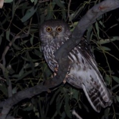 Ninox connivens at Albury - 26 Nov 2020