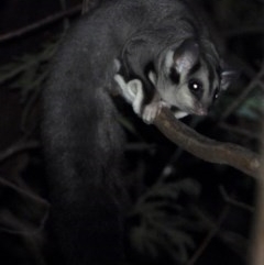 Petaurus norfolcensis (Squirrel Glider) at Wonga Wetlands - 26 Nov 2020 by WingsToWander