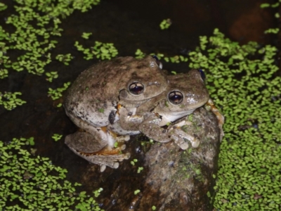 Litoria peronii (Peron's Tree Frog, Emerald Spotted Tree Frog) at Albury - 26 Nov 2020 by WingsToWander