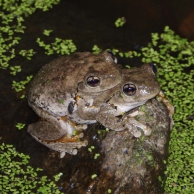 Litoria peronii (Peron's Tree Frog, Emerald Spotted Tree Frog) at Splitters Creek, NSW - 26 Nov 2020 by WingsToWander