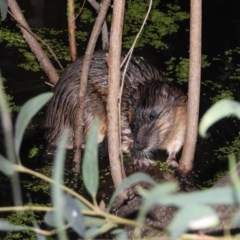 Hydromys chrysogaster (Rakali or Water Rat) at Splitters Creek, NSW - 26 Nov 2020 by WingsToWander