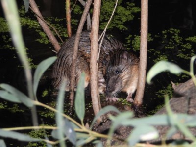 Hydromys chrysogaster (Rakali or Water Rat) at Splitters Creek, NSW - 26 Nov 2020 by WingsToWander