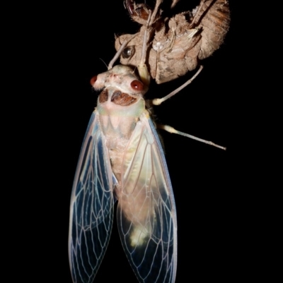 Psaltoda moerens (Redeye cicada) at Splitters Creek, NSW - 26 Nov 2020 by WingsToWander