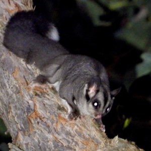 Petaurus notatus at Leneva, VIC - 4 Sep 2020 08:13 PM