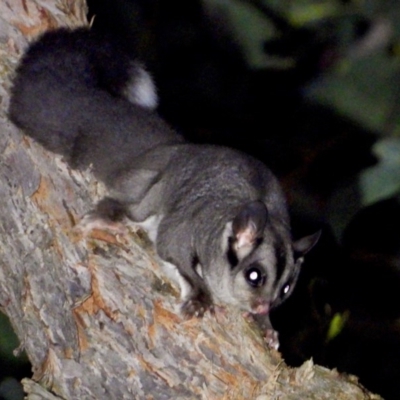 Petaurus notatus (Krefft’s Glider, formerly Sugar Glider) at Baranduda Regional Park - 4 Sep 2020 by WingsToWander