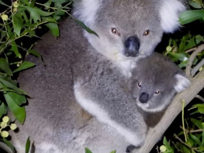 Phascolarctos cinereus (Koala) at Leneva, VIC - 4 Sep 2020 by WingsToWander