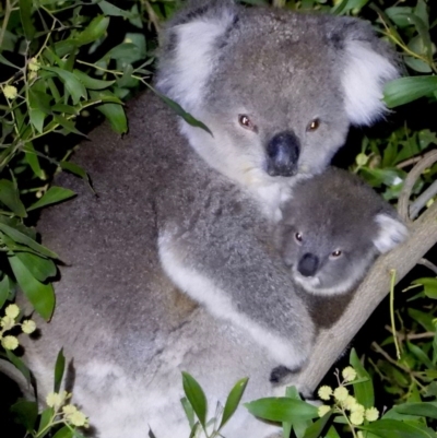 Phascolarctos cinereus (Koala) at Baranduda Regional Park - 4 Sep 2020 by WingsToWander