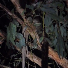 Petauroides volans (Southern Greater Glider) at Wodonga - 4 Sep 2020 by WingsToWander