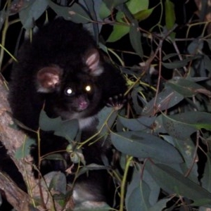 Petauroides volans at Leneva, VIC - 4 Sep 2020