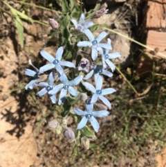 Oxypetalum coeruleum (Tweedia or Southern Star) at Chapman, ACT - 25 Nov 2020 by PGL